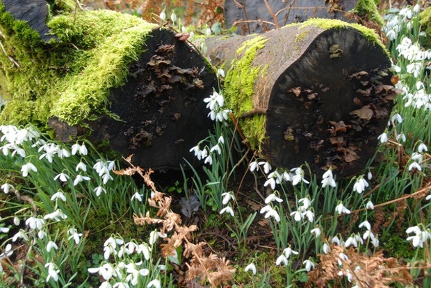 Snowdrops and moss-covered logs.