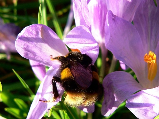 Bumble bee on Croci on the first day of Spring at Kew Gardens.
