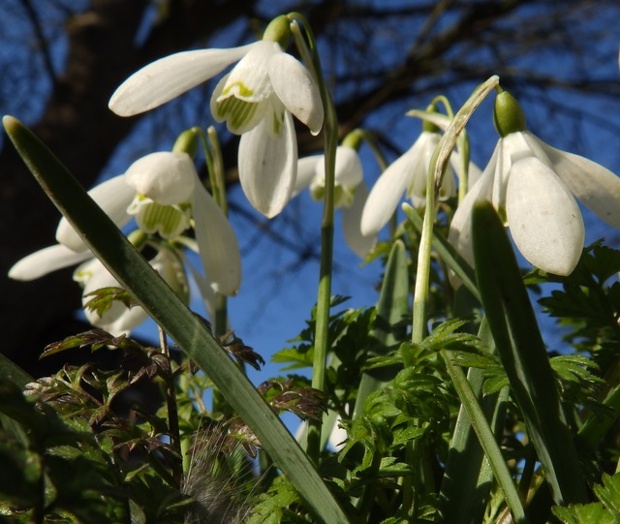 Snowdrops in the garden of our reader in East Lindsey, Lincolnshire.