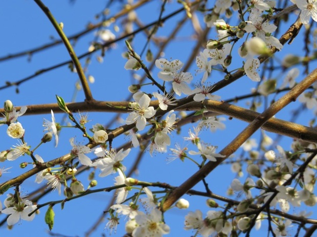 Cherry Blossom has to be one of the most beautiful things in spring. I love the way the petals fall like snow.