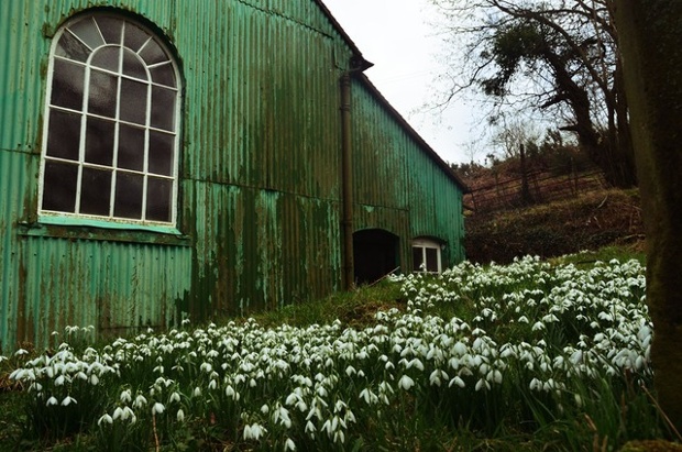Snowdrops at Lordshill Chapel, Snailbeach, Shropshire.