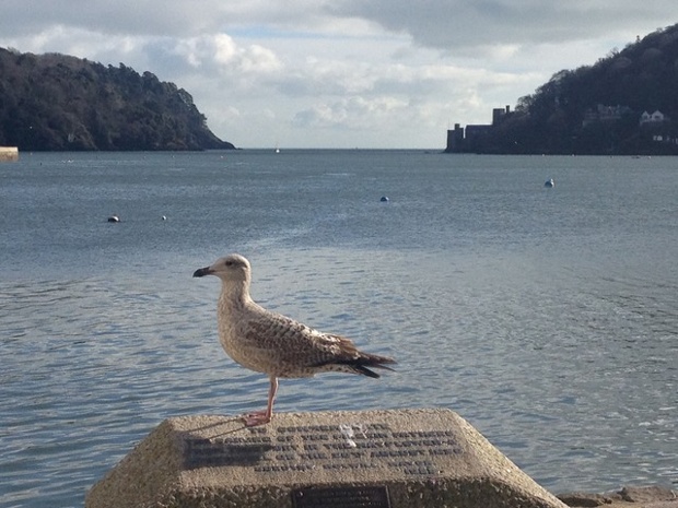 'Seagulls get a bad rap, personally I think they're quite intelligent and fascinating to watch.'