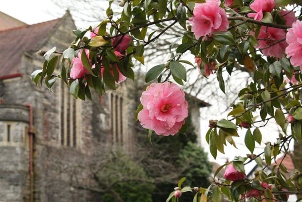 Spring has reached Bournemouth.