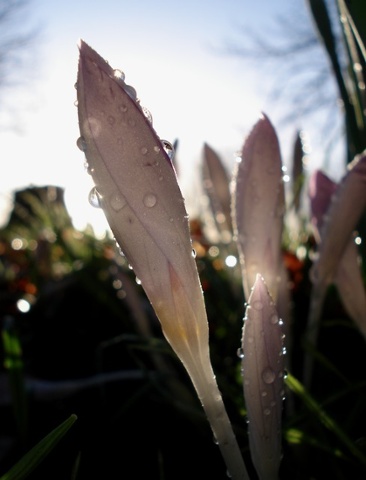 Dew Drops on Spring Crocuses, in this photograph taken at dawn in north London.