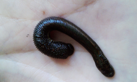 Leech on palm