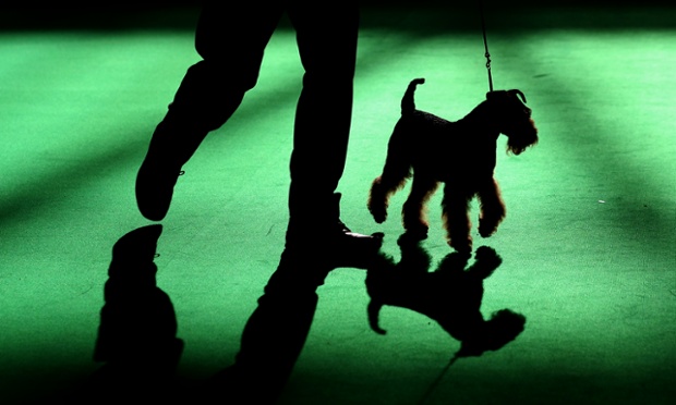 Day two of Crufts and an Airedale Terrier takes his turn under the spotlight in one of the judging rings at the NEC in Birmingham, Britain. Said to be the largest show of its kind in the world, the annual four-day event, features thousands of dogs, with competitors travelling from countries across the globe to take part. 