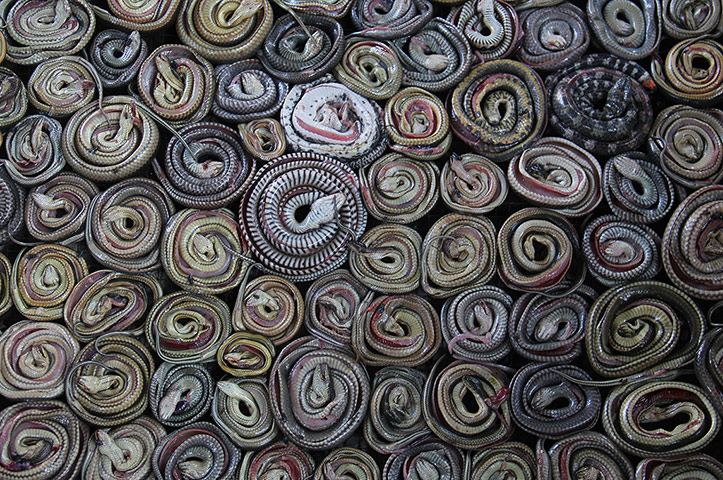 20 Photos: Snakes are rolled in the village of Kertasura, Indonesia