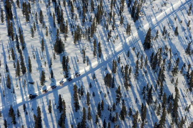 An Iditarod musher travels through a spruce forest between the checkpoints of Cripple and Ruby during the 2014 Iditarod Trail Sled Dog Race in Alaska. 