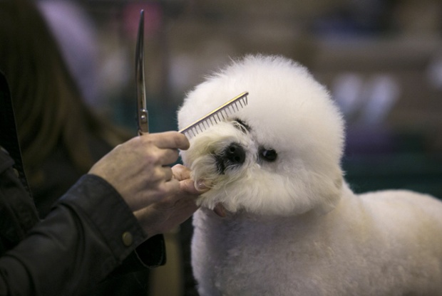Carter, a Bichon Frise, is groomed before being shown on the third day of the Crufts dog show in Birmingham