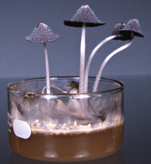 Coprinopsis mushroom