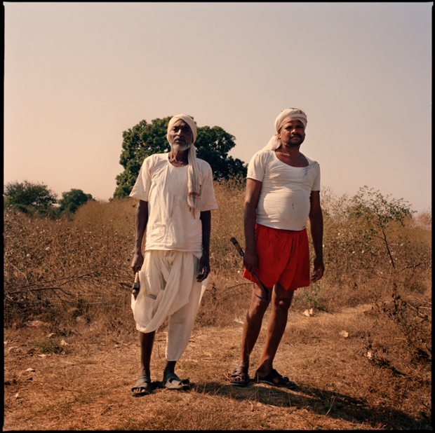 Two farmers ready to harvest the cotton in a field in Yavatmal, Maharashtra, India
