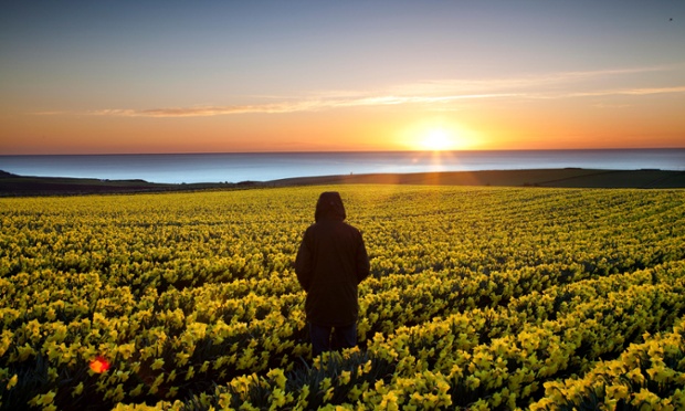A stunning view across a field of daffodils on a cold but clear start to the day on the east coast of Scotland near Aberdeen.