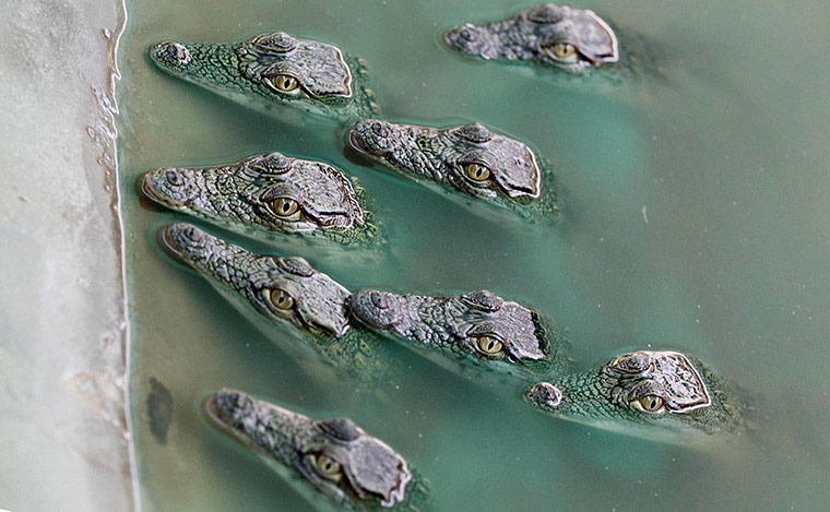 20 Photos: Crocodile hatchlingS swim inside a pen at Nyanyana Crocodile Farm in Kariba