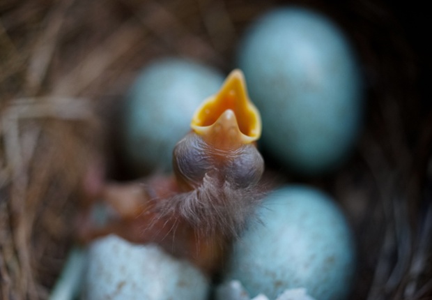 A newly hatched blackbird chick opens his beak in a nest in Frankfurt am Main.