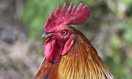 Coxcombs to be used in food