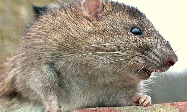rats eating eyeballs rats eating eyeballs