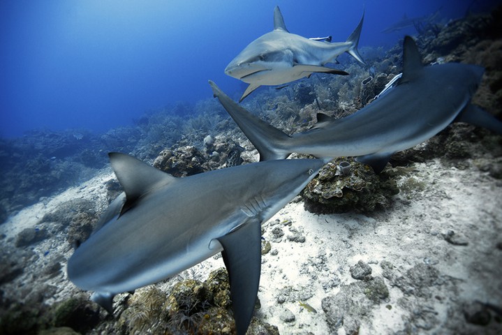 Sharks, Roatan: Free diving with sharks, Roatan