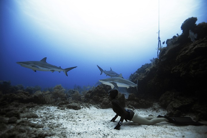 Sharks, Roatan: Free diving with sharks, Roatan