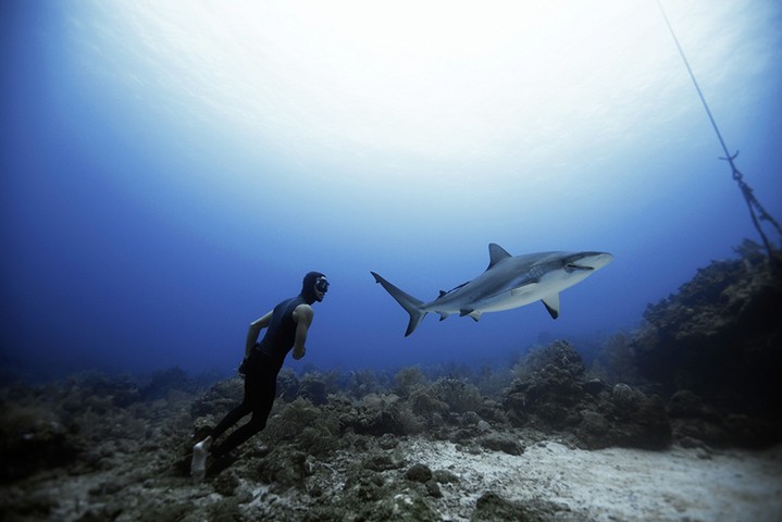 Sharks, Roatan: Free diving with sharks, Roatan