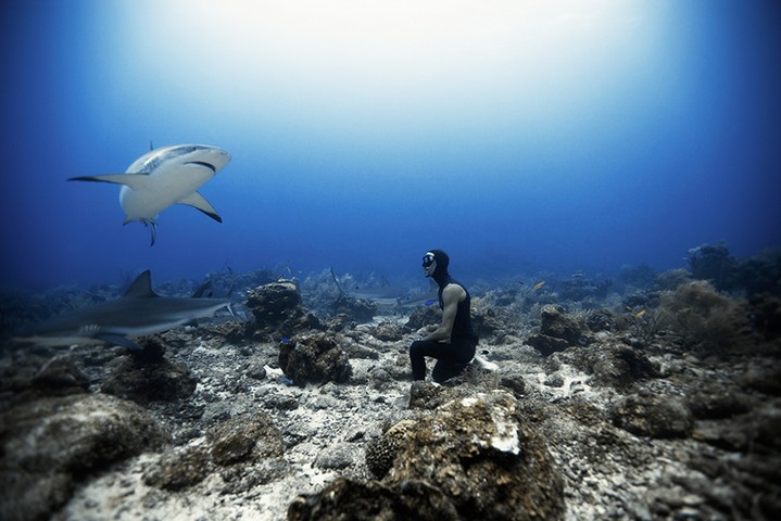 Sharks, Roatan: Free diving with sharks, Roatan