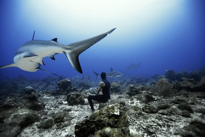 Sharks, Roatan: Free diving with sharks, Roatan