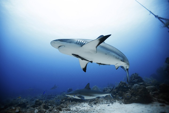 Sharks, Roatan: Free diving with sharks, Roatan