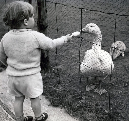 Manchester Pic Lib: GNM pets corner