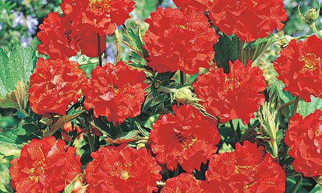 Geum 'Blazing Sunset'