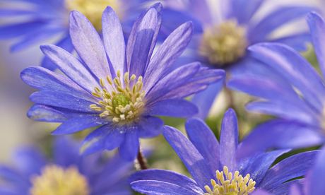 Grecian windflowers (Anemone blanda)