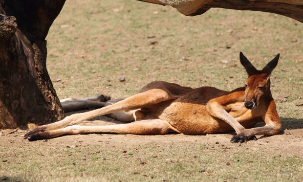 Kangaroo sunbathing at Hangzhou Zoo, Zhejiang province, China.