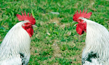 A pair of roosters. One is crowing in front the of other