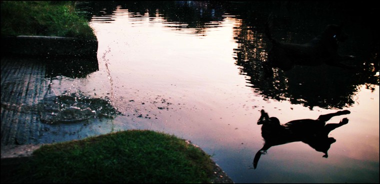 In pictures: 'Our Monty diving into spring. The Tom Daley of the canine world.'