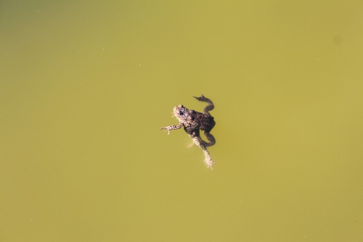 In pictures: 'A diving frog.' 
