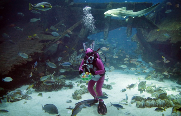 A diver dressed as the Easter Bunny swims among sharks, rays and other fish at the South East Asia Aquarium in Singapore.