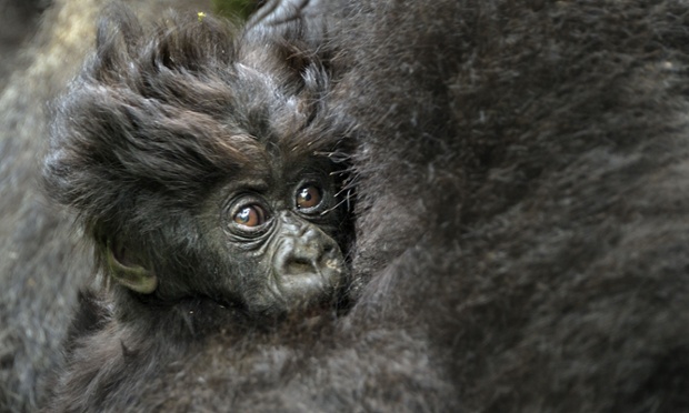 Coiffure Mountain Gorilla in the Virunga Volcanoes National Park, Rwanda.