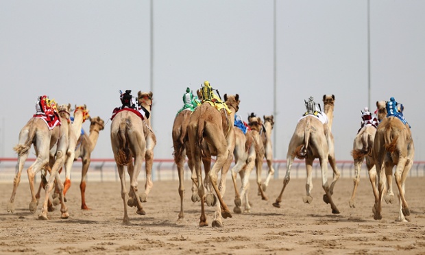 Camels race with robot jockeys during Al Marmoom Heritage Festival in Dubai, United Arab Emirates.