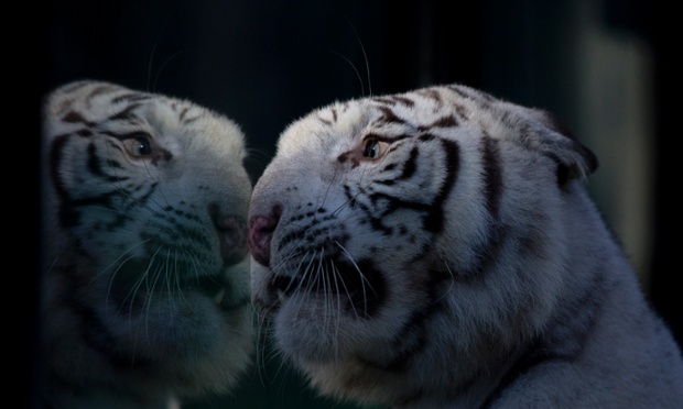 Cleo a white Bengal tiger looks through the glass of her enclosure at the Buenos Aires Zoo, Argentina,.