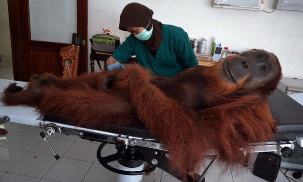 A veterinary staff examines a 14-year-old male orangutan found with air gun metal pellets embedded in his body in Sibolangit district in northern Sumatra island. The orangutan was rescued by Indonesia's ministry of forestry personnel. The center has cared for over 280 orangutans rescued from palm oil plantations, poachers and pet owners and over 200 have been reintroduced in the wilds.