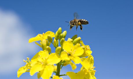 School beehives were just one of hundreds of ideas that we received.