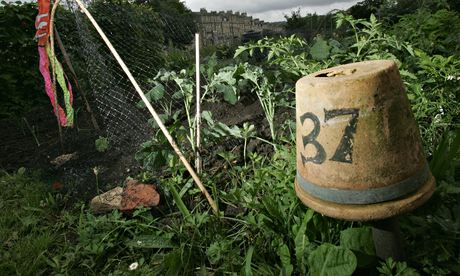 Allotment with flower pot