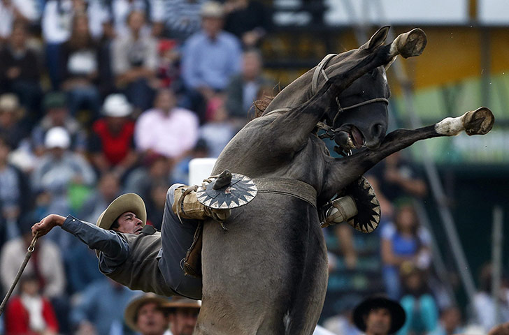 20 Photos: A gaucho rides a wild horse during Criolla Week in Montevideo