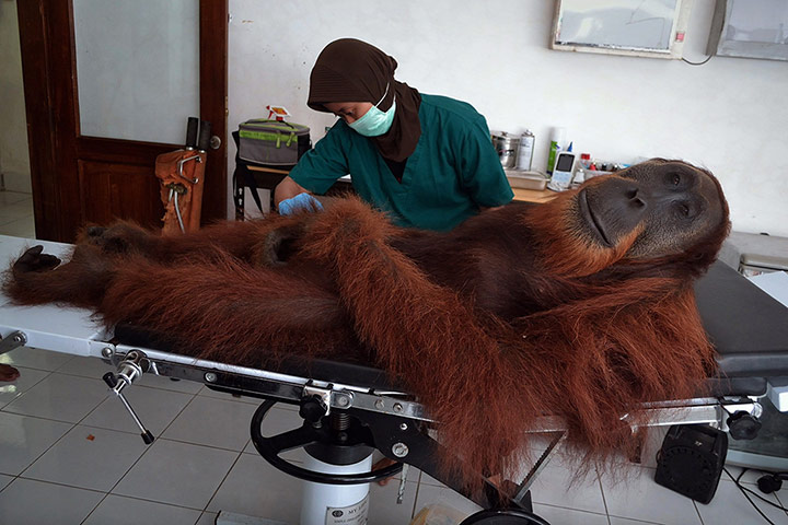 20 Photos: A vet conducts medical examinations on a male orangutan in Sumatra