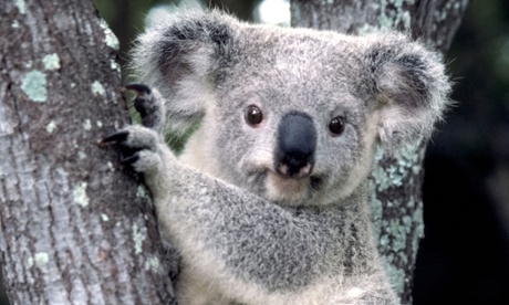 koala koalas offset scheme areas vulnerable vegetation destroyed critics habitats environmental allows irreplaceable say could leave some disappear affected foundation