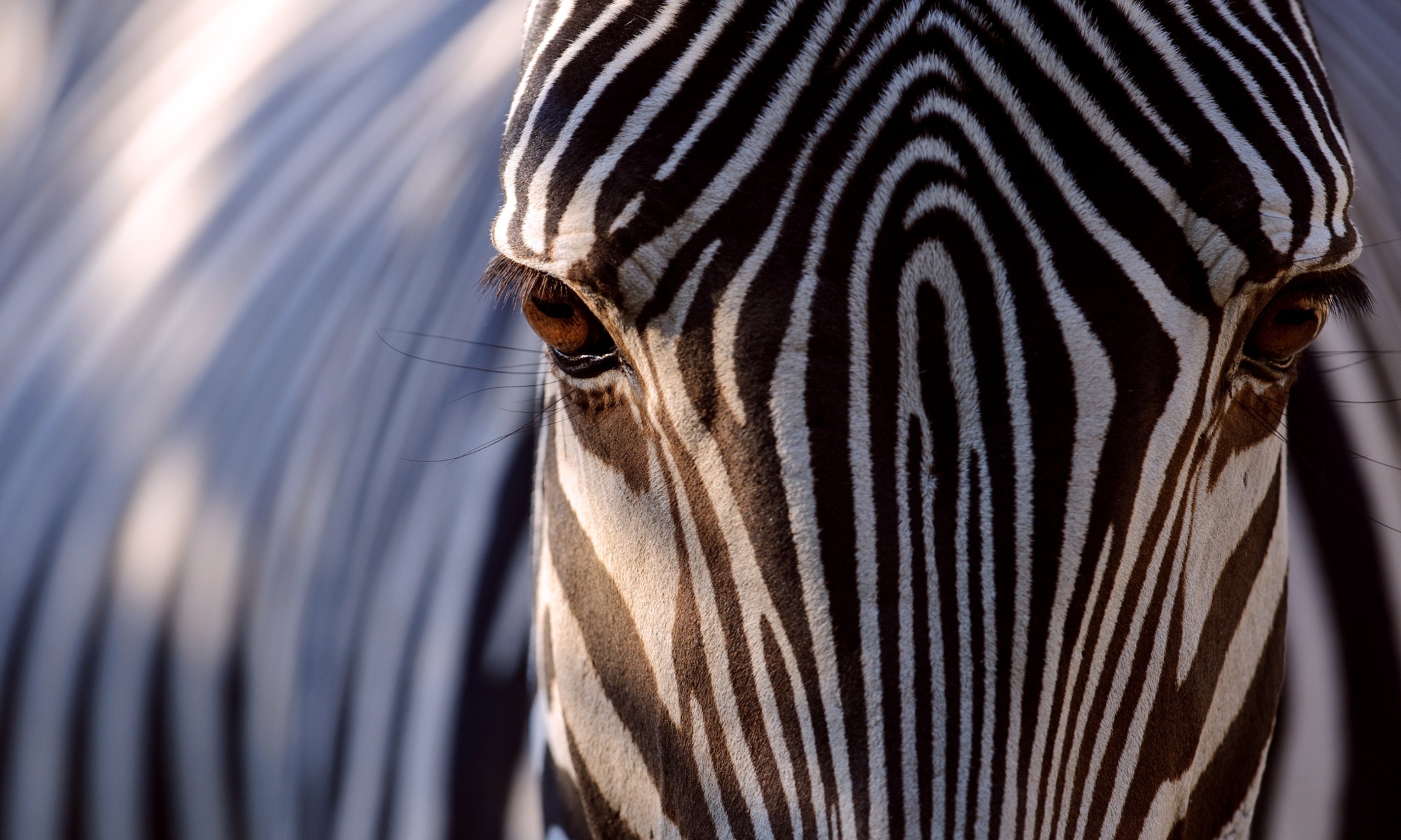 Why do zebras have stripes? Scientists have the answer | Science | The