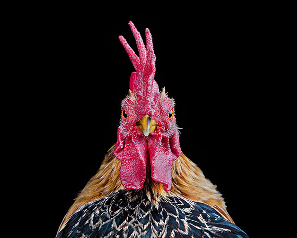 Chickens: Ayam Serama from Malaysia