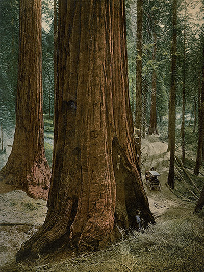 American Odyssey: Mariposa Grove, 'Three Graces', Yosemite National Park, California.