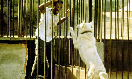 Paul Winfield with the titular white dog in Samuel Fuller's 1982 allegory.