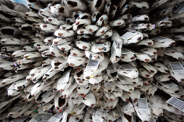 original observer: Copenhagen fur auction