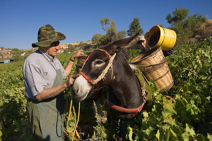 Cyprus TB gallery: Cyprus TB: Two men with Donkeys carrying baskets full of grapes, Cyprus