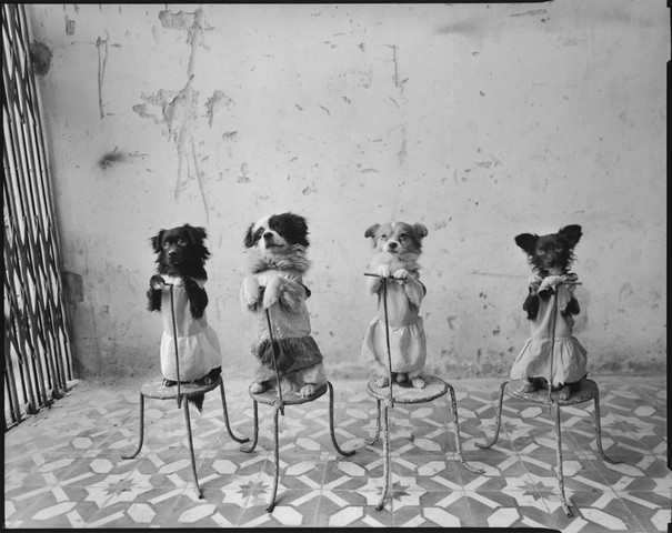 Mary Ellen Mark: Performing Dogs, National Circus of Vietnam, Lenin Park, Hanoi, North Vietn